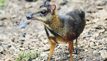 China, Laos jointly look into endangered species