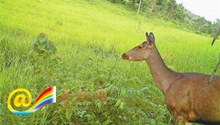 Xishuangbanna sets up 66.7-hactare foraging base for wild animals