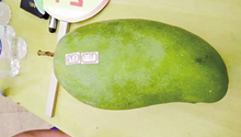 2.1 kg mango king costs $46,470 at Yunnan auction