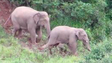 13 wild Asian elephants intrude on farmland in Yunnan