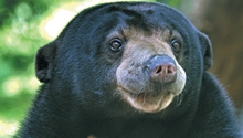 Sun bears living in Yunnan, video shows