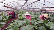 Vegetable cooperative brings households out of poverty in  Yunnan