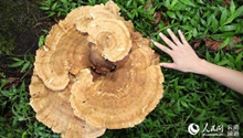 Giant mushroom seen in Pu'er national park