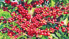 Arabica coffee grows well in west Yunnan’s Baoshan