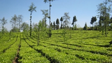 [China Story] Tea gardens help lift Yunnan's border towns out of poverty