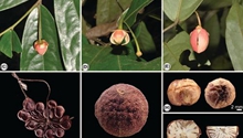 New plant species discovered along China-Myanmar border