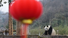 China to build cross-provincial national park for giant panda