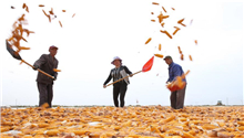 In pics: corn harvest season in NW China's Gansu