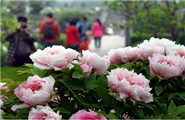 Chinese scientists map genome sequencing for peony