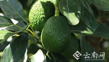 China’s largest avocado plantation built in Yunnan