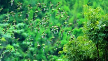 Flocks of migrating parrots snapshot in Ruili