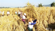 In pics: Folks harvest rice in western Yunnan’s Mangshi City