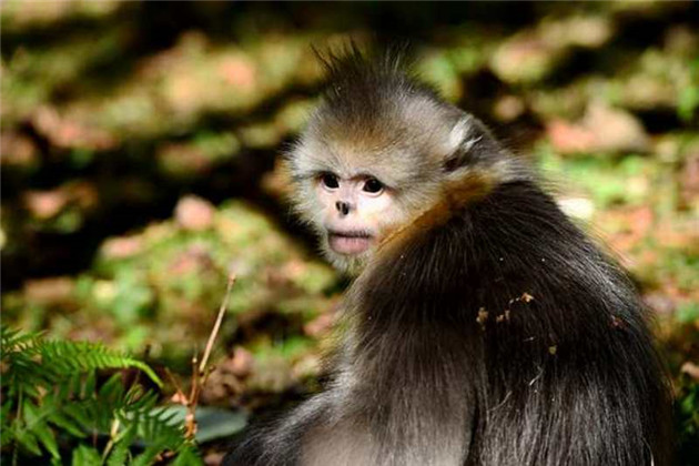 Yunnan launches dynamic monitoring on snob-nosed monkeys