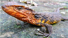 Over 100 new species discovered in Mekong basin