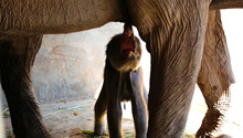 Rescued female elephant gives birth to a baby