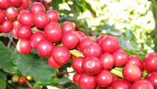 Yunnan exports 44,500 tons of coffee beans