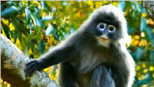 Phayre's leaf monkey found in bulk in west Yunnan