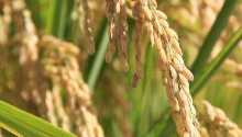 Chinese scientists develop high-yield, yummy new rice variety