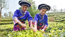 Farmers pick spring tea in Nanjian, west Yunnan