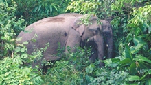 104 wild elephants choose Pu'er as their home