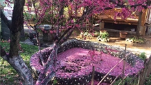 Torrential rain hits Kunming, leaves a shower of flowers