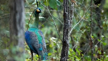 Yunnan looks into endangered green peacocks