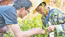 Graduate village official helps tea farmers get rich