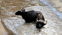 Gaurs spotted by smart phone in south Yunnan