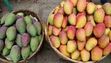 Honghe County: Sweet mangoes become main moneymaker