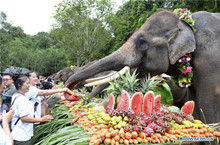 World Elephant Day celebrated in SW China's Yunnan