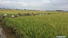 China's super hybrid rice output sets new world record