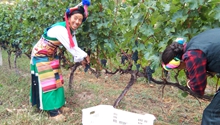 Grape-growing enriches villagers in Deqin County