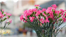 Standardization helps Yunnan flowers sell well at home and abroad