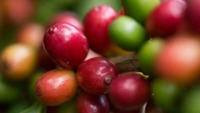 Starbucks to promote Yunnan coffee brands to the world