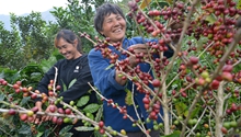 Coffee growing brings fortune to farmers in Yunnan