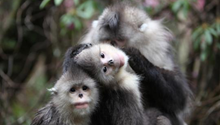 Protection network set in Yunnan for snub-nosed monkeys