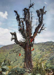 Image of thousand-year-old hemlock unveiled in Dali