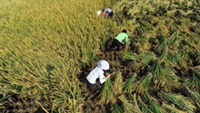 China sets up sea rice breeding station in cold region