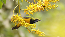 International bird-watching week held in SW China's Yunnan