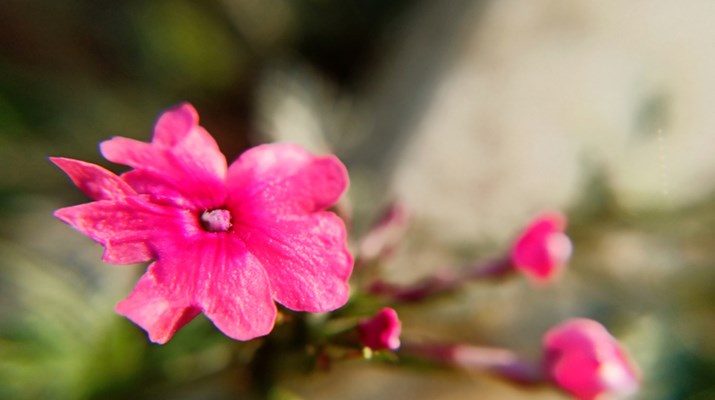 Blooming flowers in Puzhehei herald end of difficulties