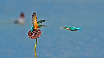 Birds across Yunnan lure bird lovers and photographers