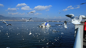 Endangered fish returns to Yunnan's Dianchi Lake thanks to environmental efforts