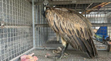 Slender-billed vulture spotted in SW Yunnan