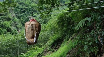 New ziplines built up in Nujiang village for planting tsao-ko