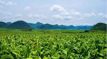 Yunnan’s tobacco income to reach 160 billion yuan by 2025