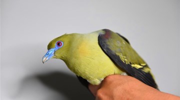 Yellow-vented green pigeon spotted in Yunnan