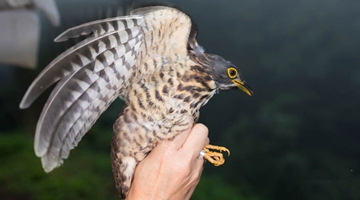 Bird banding goes on in Weishan, west Yunnan