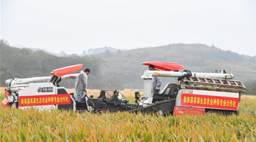 Third-generation hybrid rice achieves high yield