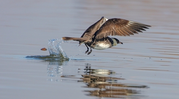 Pomarine skua first captured in west Yunnan