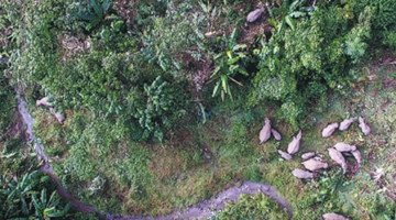 Yunnan's reserve sees return of wild elephants